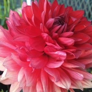 Meet your Posher, Rhiannon